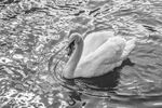 Nicky Westwood - A swan with sun reflections on the River Avon