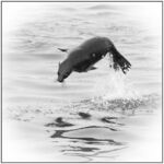 Colin Lamb - Cape fur seal