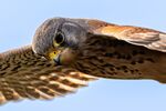 Andrew Dayer - Arne Kestrel