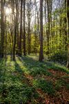 Anne Hunsley - Spring at Stoke Wood