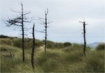Bob Bracher - Trees of The Dunes