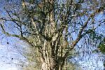 Chris Dean - Impressionist Reflection