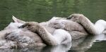 Chris Dean - Synchronised Snoozing Swans