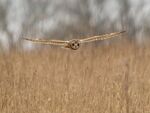 Colin Lamb - Short Eared Owl