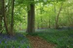 Daphne Lever - Worton Woods Bluebells