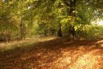 Daphne Lever - Shades of Autumn