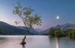 Jim Muller - Lone Tree, Llanberis