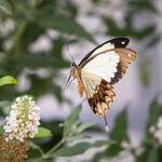 Jim Muller - Mocker Swallowtail in flight
