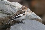 Lindsey Smith - Snow Bunting
