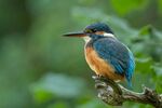 Lindsey Smith - Female Kingfisher