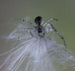 Maureen Tyrrell - Spider
