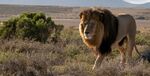 Neil Grantham - Lion