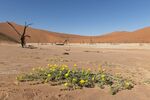 Nick Hardwick - Deadvlei