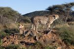 Nick Hardwick - Namibian Cheetah