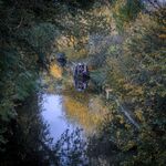 Paul Whitehead - Oxford Canal