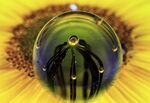 Paul Whitehead - Sunflower