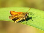 Richard Broadbent - Small Skipper