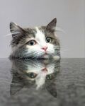 Andrew Dayer - Reflective Feline