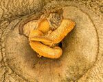Elaine Argent - Nature or art