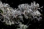 Paul Brewerton - Frost image