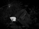 Paul Whitehead - Lily