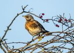 Richard Broadbent - Fieldfare