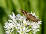 Colin Lamb - Speckled wood on ramsons