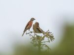 Colin Lamb - Linnet feeding chick