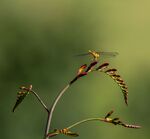 Paul Friend - The view of the dragonfly