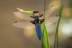 Lindsey Smith - Male Broad-bodied Chaser