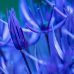 Paul Friend - Electric Allium