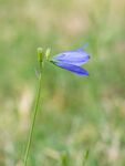 Colin Lamb - Harebell
