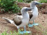Ian Smith - Blue Footed Boobies