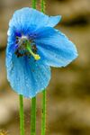 Lindsey Smith - Himalayan Blue Poppy