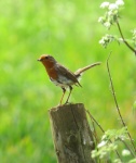 Paul H Image 1 Robin.jpg