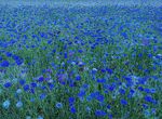 Martyn Pearse - Blue Field
