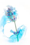 Maureen Tyrrell - Flower in blue ice