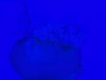 Neil Grantham - Blue Jelly