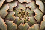 Colin - 1 - Artichoke.jpg